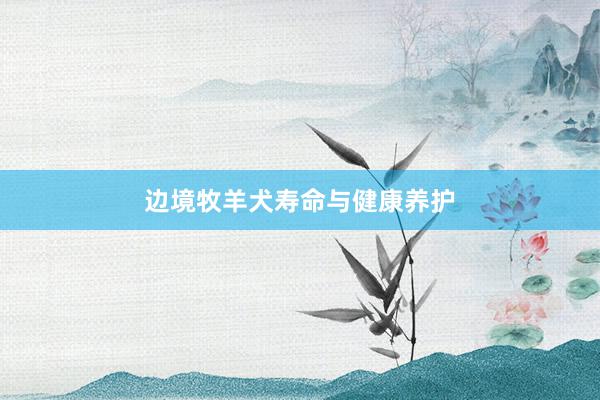 边境牧羊犬寿命与健康养护
